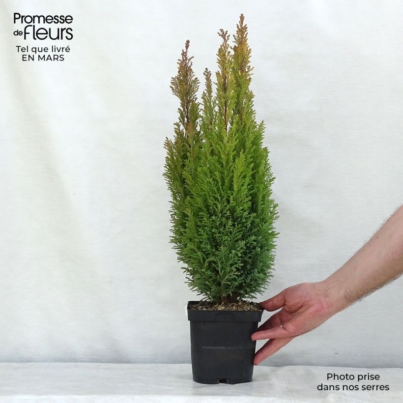 Exemplar von Chamaecyparis lawsoniana Elwood's Gold Topf mit 2L/3L wie im Winter geliefert