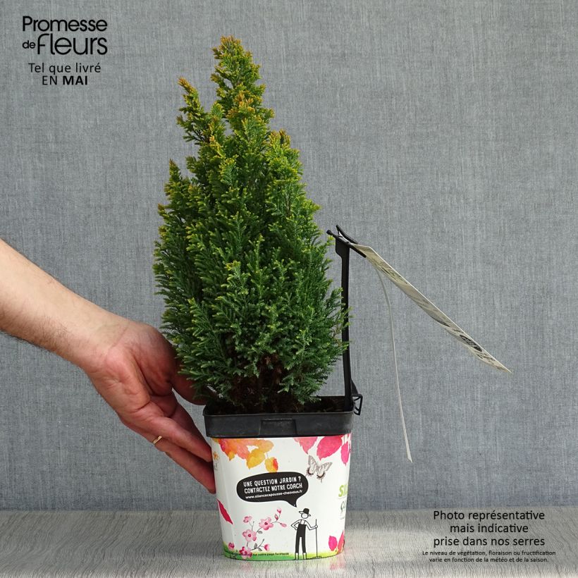 Exemplar von Chamaecyparis lawsoniana Elwood's Gold Topf mit 2L/3L wie im Frühjahr geliefert