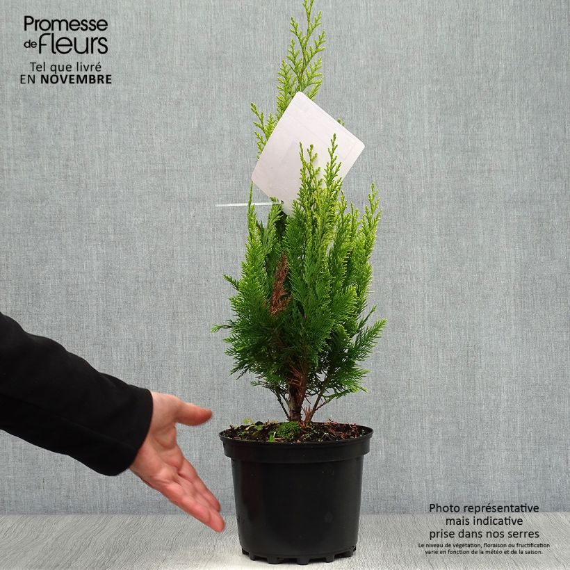 Exemplar von Chamaecyparis lawsoniana Ivonne Topf mit 2L/3L wie im Herbst geliefert