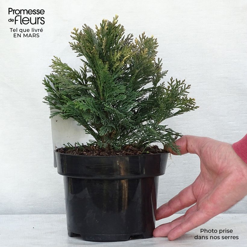 Exemplar von Chamaecyparis lawsoniana Pygmaea Argentea Topf mit 2L/3L wie im Winter geliefert