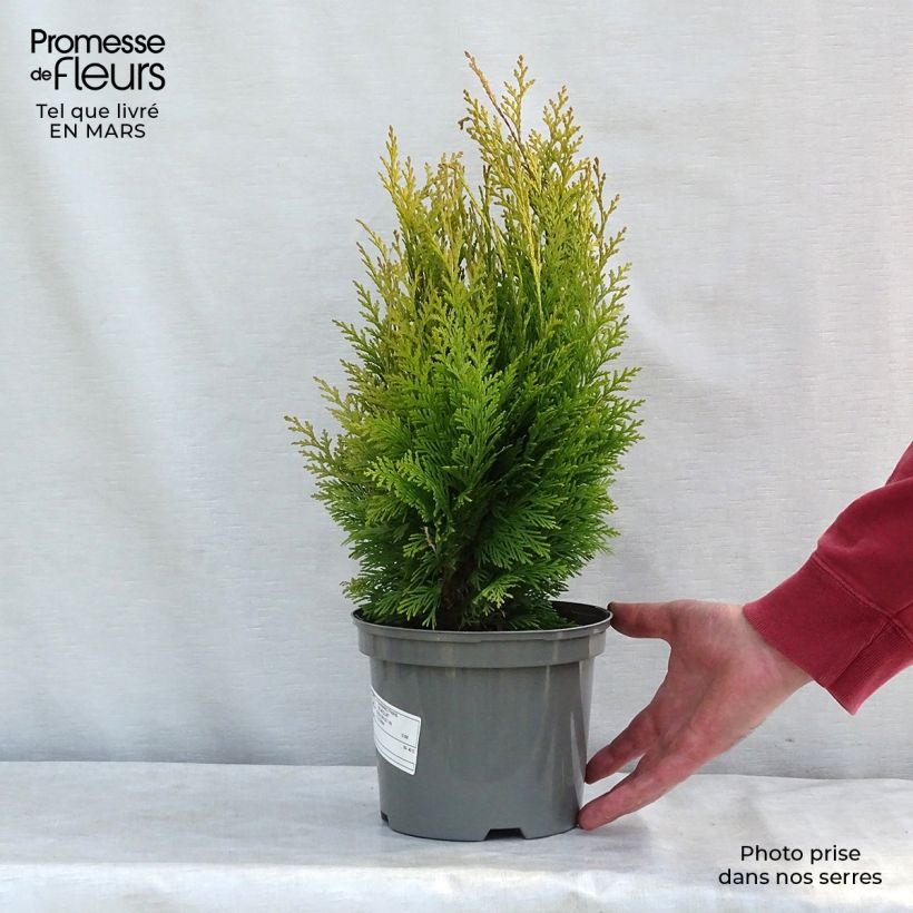 Exemplar von Chamaecyparis lawsoniana Stardust Topf mit 2L/3L wie im Winter geliefert