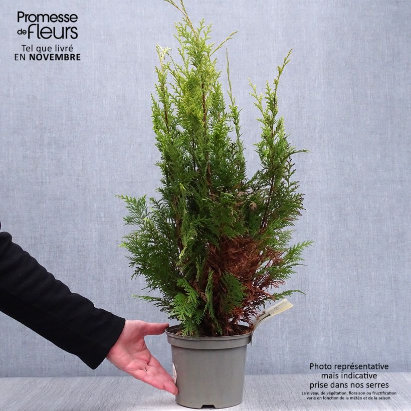 Exemplar von Chamaecyparis lawsoniana Stardust Topf mit 2L/3L wie im Herbst geliefert