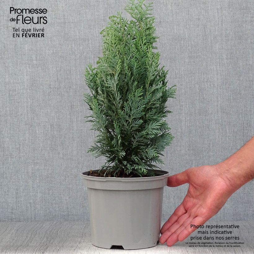 Exemplar von Chamaecyparis lawsoniana White Spot Topf mit 2L/3L wie im Herbst geliefert