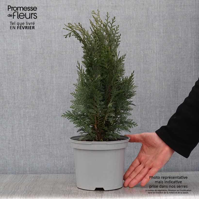 Exemplar von Chamaecyparis lawsoniana White Spot Topf mit 2L/3L wie im Winter geliefert