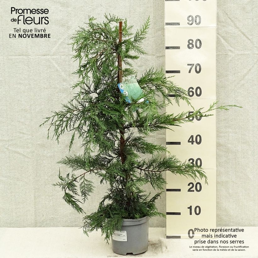 Exemplar von Cupressocyparis leylandii - Leyland-Zypresse Topf mit 2L/3L wie im Herbst geliefert