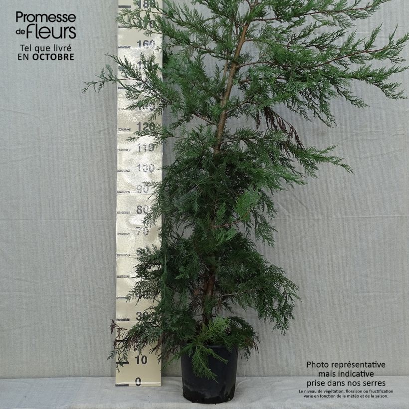 Exemplar von Cupressocyparis leylandii - Leyland-Zypresse Topf mit 6L/7L wie im Herbst geliefert