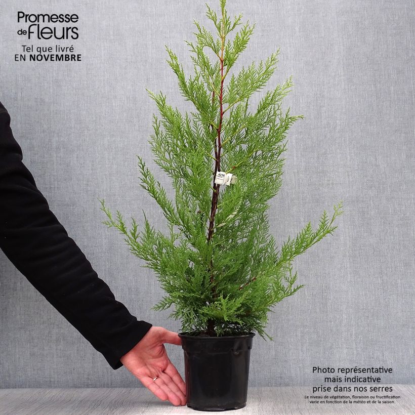 Exemplar von Cupressocyparis leylandii Oger - Leyland-Zypresse Topf mit 2L/3L wie im Herbst geliefert