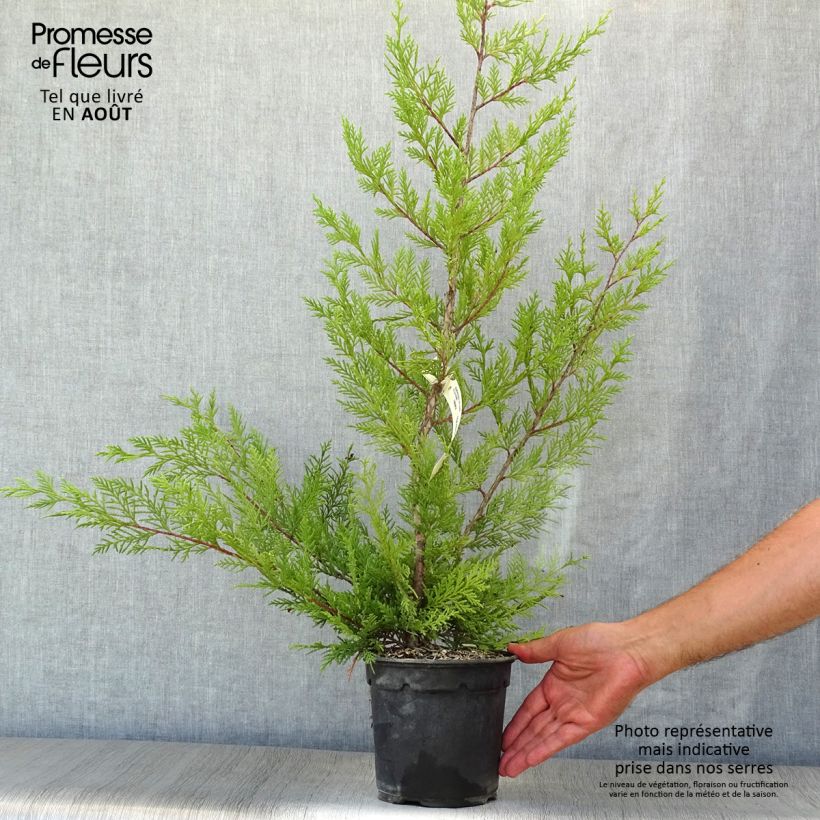 Exemplar von Cupressocyparis leylandii Oger - Leyland-Zypresse Topf mit 2L/3L wie im Sommer geliefert