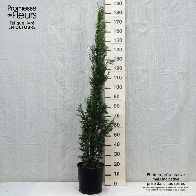 Exemplar von Cupressus sempervirens var. stricta Pyramidalis - Echte-Zypresse Topf mit 4L/5L wie im Herbst geliefert