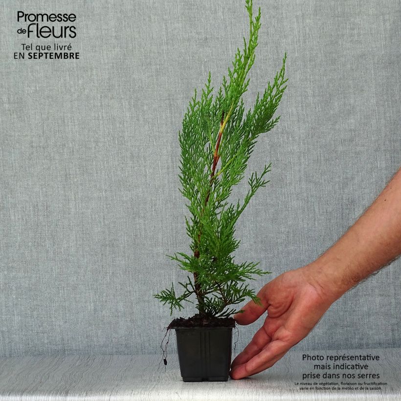 Exemplar von Cupressocyparis leylandii Oger - Leyland-Zypresse Kleine Töpfe von 8/9 cm wie im Herbst geliefert