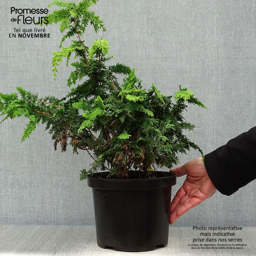 Exemplar von Chamaecyparis obtusa Fernspray Gold Topf mit 4L/5L wie im Herbst geliefert