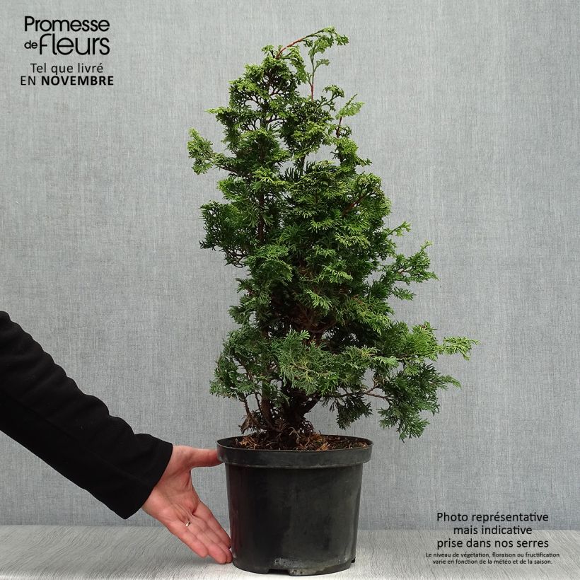 Exemplar von Chamaecyparis obtusa Maureen Topf mit 4L/5L wie im Herbst geliefert