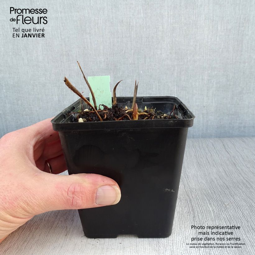 Exemplar von Cypripedium Kristi Lyn - Frauenschuh Topf mit 1L/1,5L wie im Winter geliefert