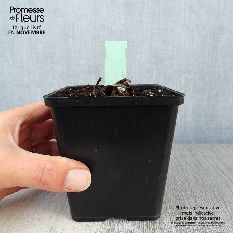 Exemplar von Cypripedium Pinkepank - Frauenschuh Topf mit 1L/1,5L wie im Herbst geliefert