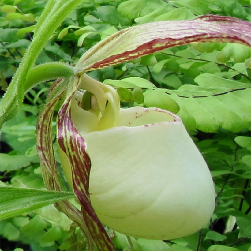 Cypripedium kentuckiense - Kentucky-Frauenschuh (Blüte)