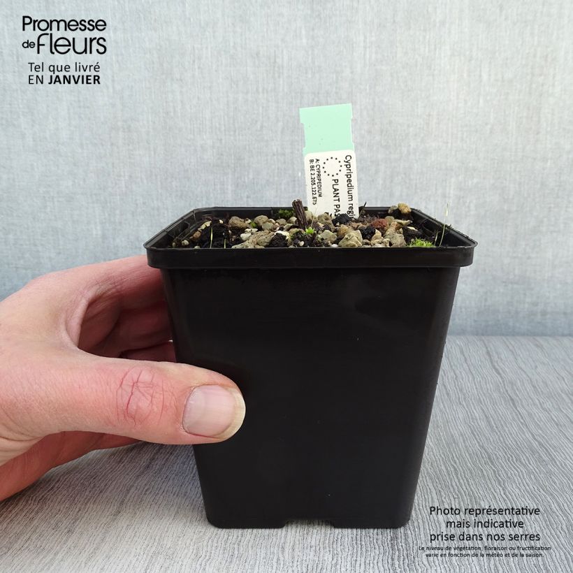 Exemplar von Cypripedium reginae - Königin-Frauenschuh Topf mit 1L/1,5L wie im Winter geliefert