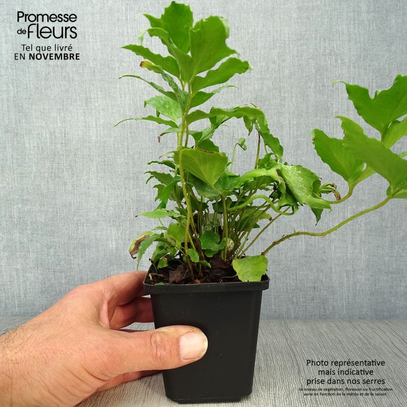 Exemplar von Cyrtomium falcatum - Mond-Sichelfarn Kleine Töpfe von 8/9 cm wie im Herbst geliefert