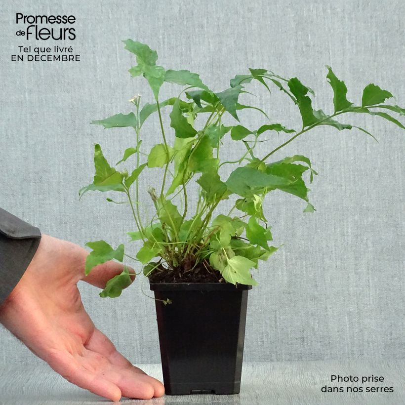 Exemplar von Cyrtomium falcatum - Mond-Sichelfarn Kleine Töpfe von 8/9 cm wie im Winter geliefert