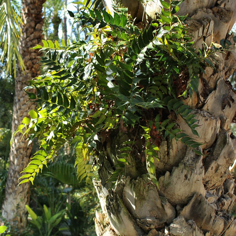Cyrtomium falcatum - Mond-Sichelfarn (Hafen)