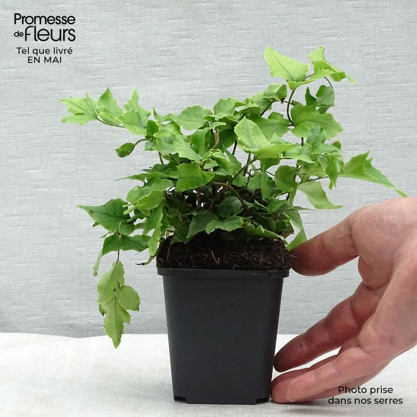 Exemplar von Cyrtomium fortunei - Fortunes Sichelfarn Kleine Töpfe von 8/9 cm wie im Frühjahr geliefert