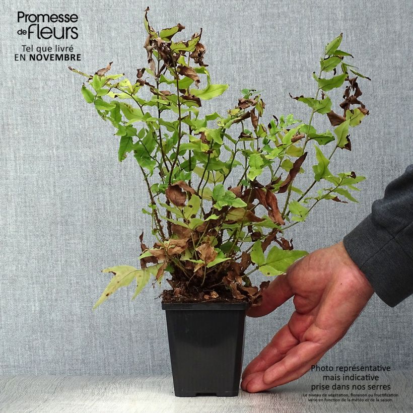 Exemplar von Cyrtomium fortunei - Fortunes Sichelfarn Kleine Töpfe von 8/9 cm wie im Herbst geliefert