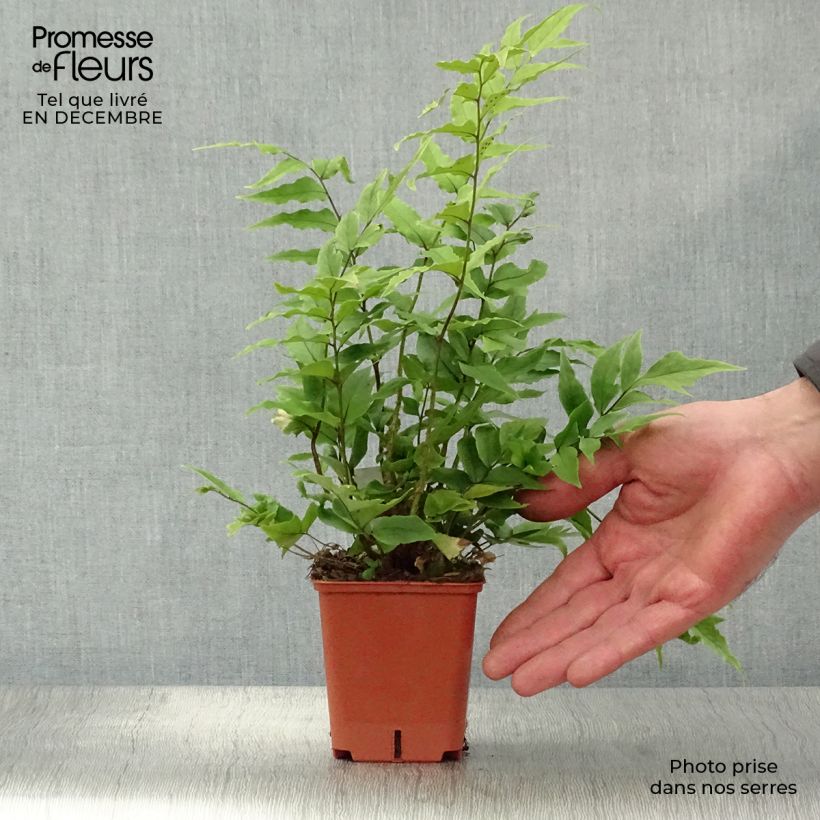 Exemplar von Cyrtomium fortunei - Fortunes Sichelfarn Kleine Töpfe von 8/9 cm wie im Winter geliefert