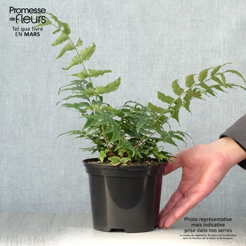 Exemplar von Cyrtomium fortunei - Fortunes Sichelfarn Topf mit 2L/3L wie im Frühjahr geliefert