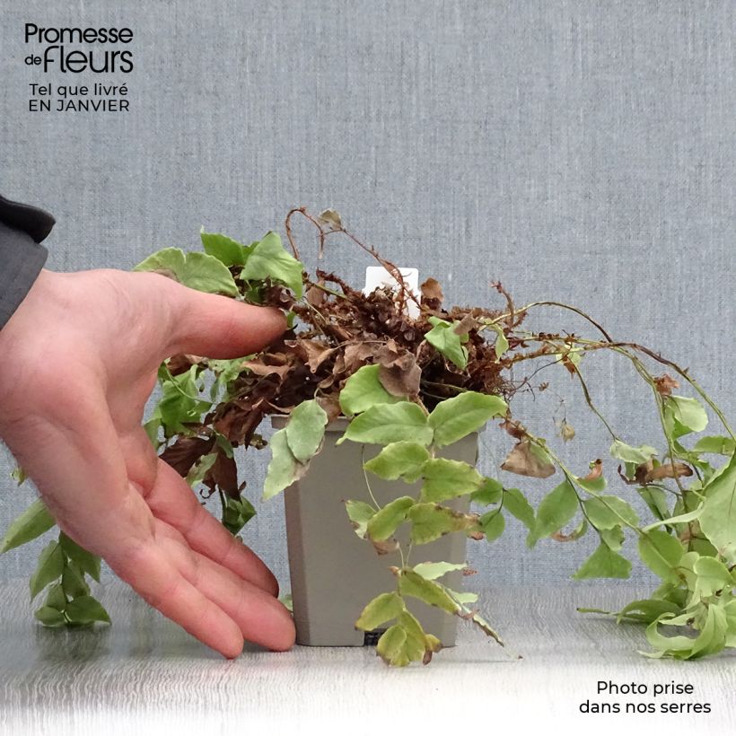 Exemplar von Cyrtomium fortunei var. clivicola - Fortunes Sichelfarn Kleine Töpfe von 8/9 cm wie im Winter geliefert