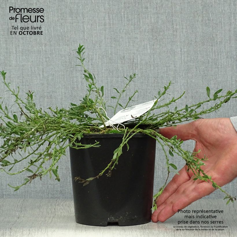 Exemplar von Cytisus decumbens - Niederliegender Geißklee Topf mit 2L/3L wie im Herbst geliefert
