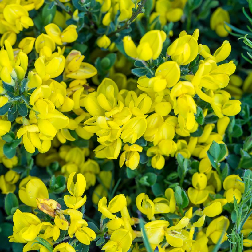 Cytisus decumbens - Niederliegender Geißklee (Blüte)