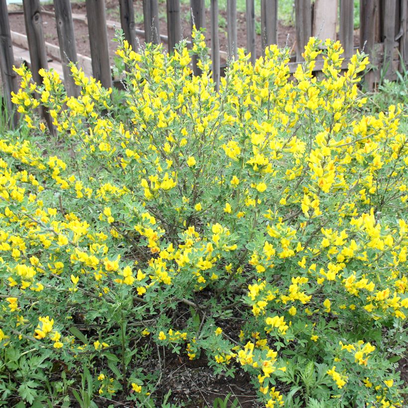 Cytisus decumbens - Niederliegender Geißklee (Hafen)