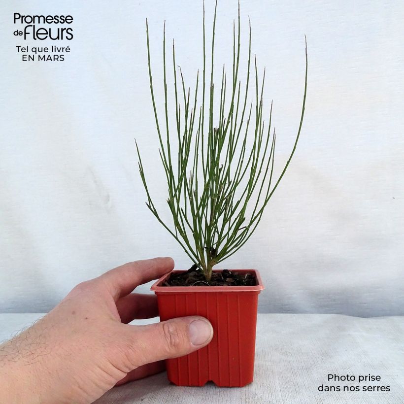 Exemplar von Besenginster Zeelandia - Cytisus procumbens Kleine Töpfe von 8/9 cm wie im Frühjahr geliefert