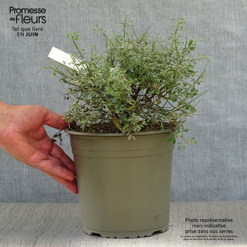 Exemplar von Cytisus spachiana Phebus - Geißklee Topf mit 4L/5L wie im Sommer geliefert