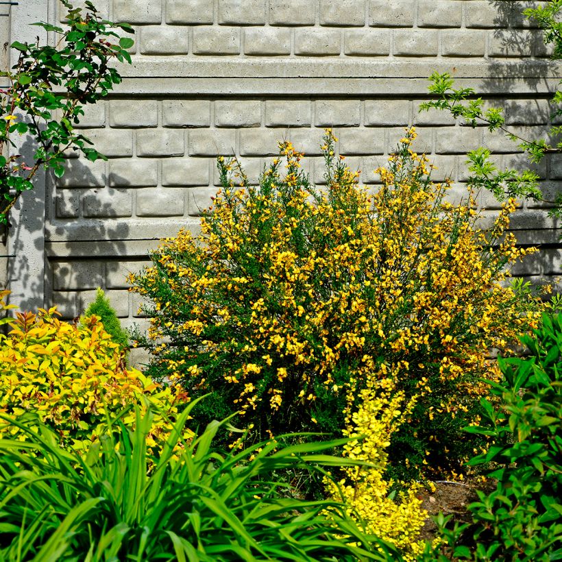 Edelginster Apricot Gem - Cytisus scoparius (Hafen)