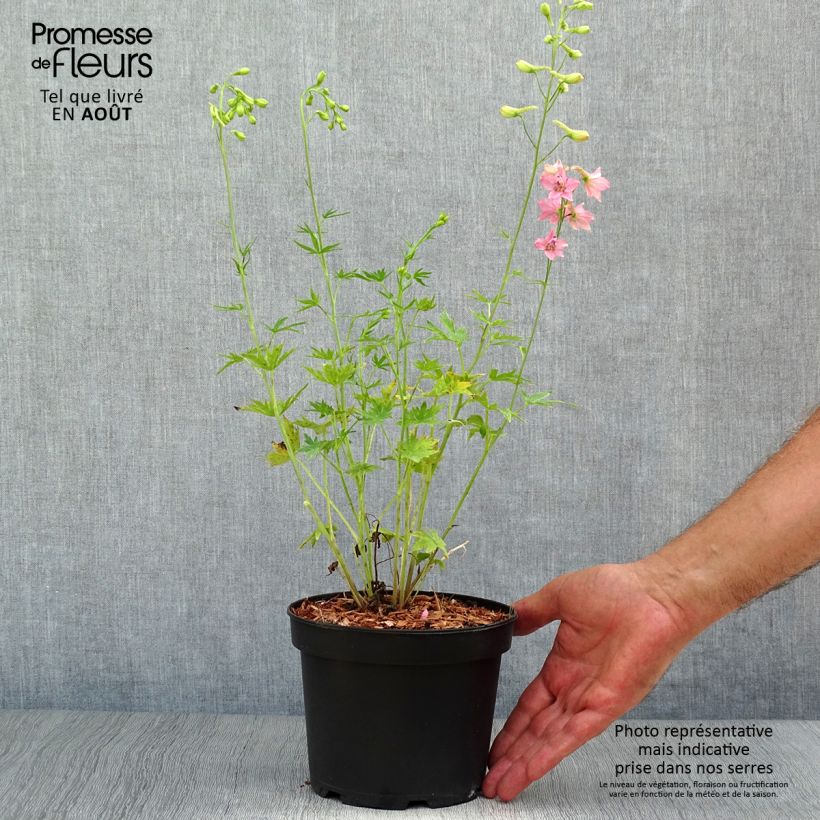Exemplar von Delphinium ruysii Pink Sensation - Garten-Rittersporn Topf mit 2L/3L wie im Sommer geliefert
