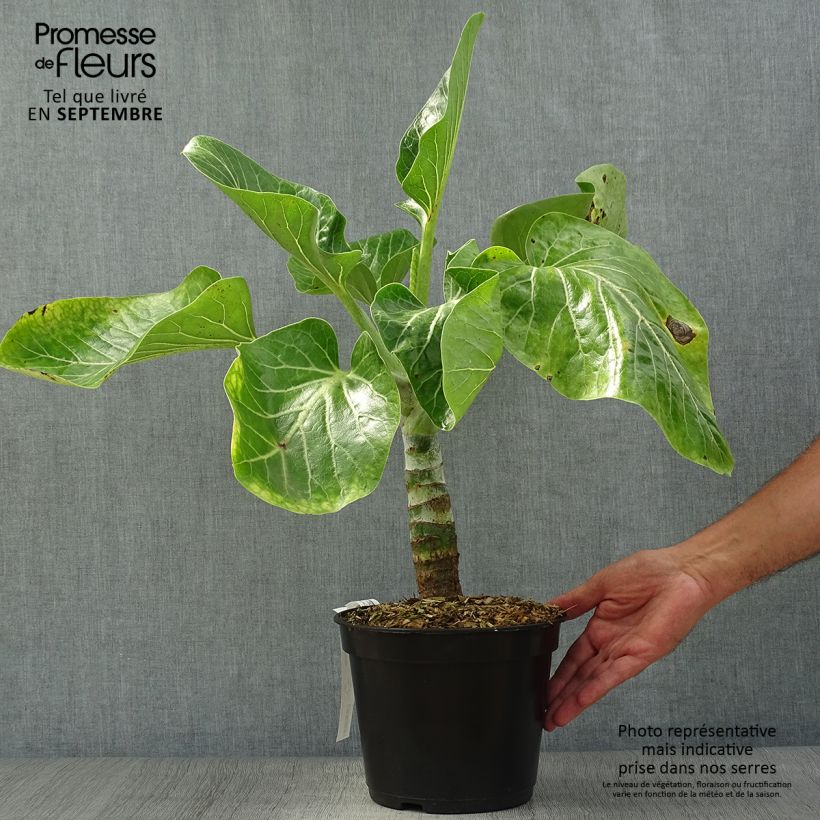 Exemplar von Dendroseris litoralis - Juan Fernández-Kohlbaum Topf mit 4L/5L wie im Herbst geliefert