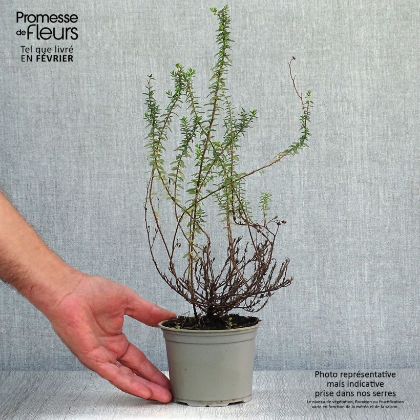 Exemplar von Irische Heide Alba - Daboecia cantabrica Topf 12 cm / 13 cm wie im Herbst geliefert