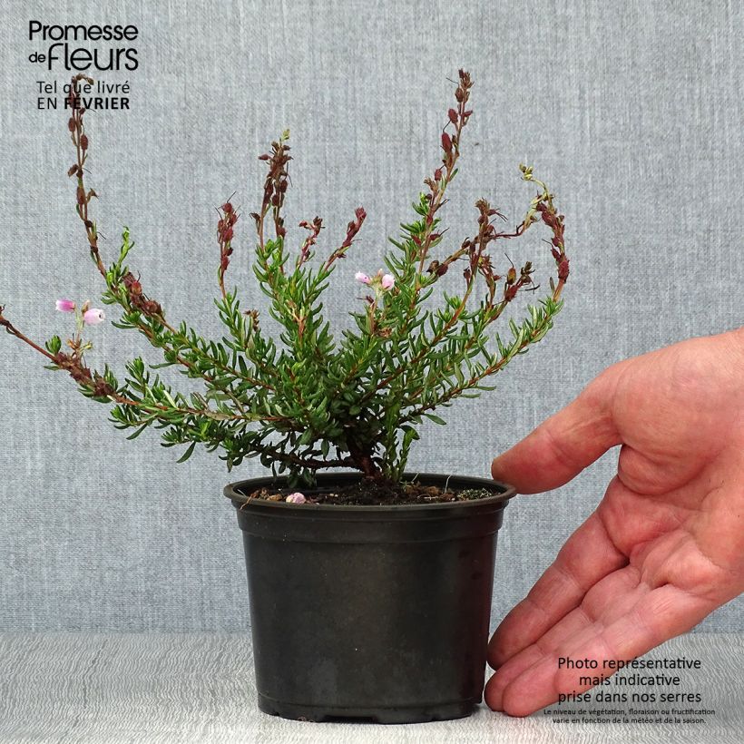Exemplar von Irische Heide Waley's Red - Daboecia cantabrica Topf 12 cm / 13 cm wie im Herbst geliefert