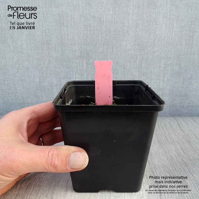 Exemplar von Dactylorhiza majalis - Knabenkraut Kleine Töpfe von 8/9 cm wie im Winter geliefert