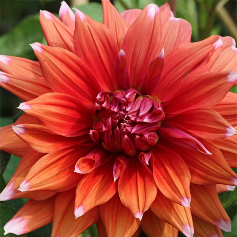 Kaktus-Dahlie Color Spectacle (Blüte)