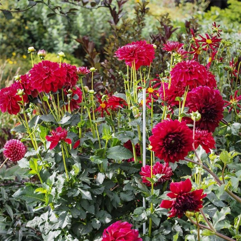 Pompon-Dahlie Cornel (Blüte)