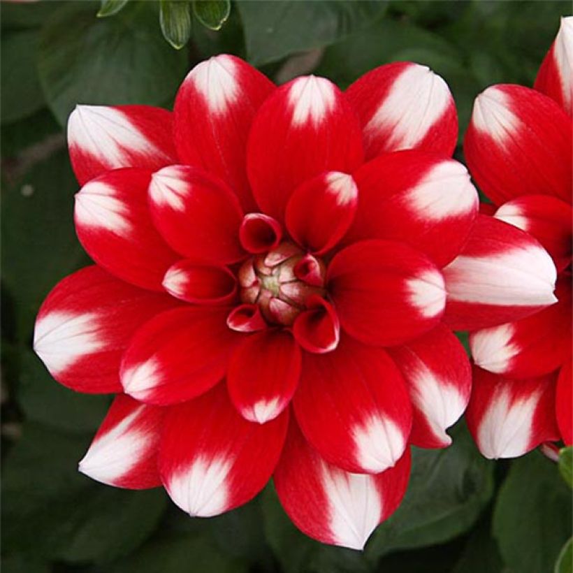 Schmuck-Dahlie Nagano (Blüte)