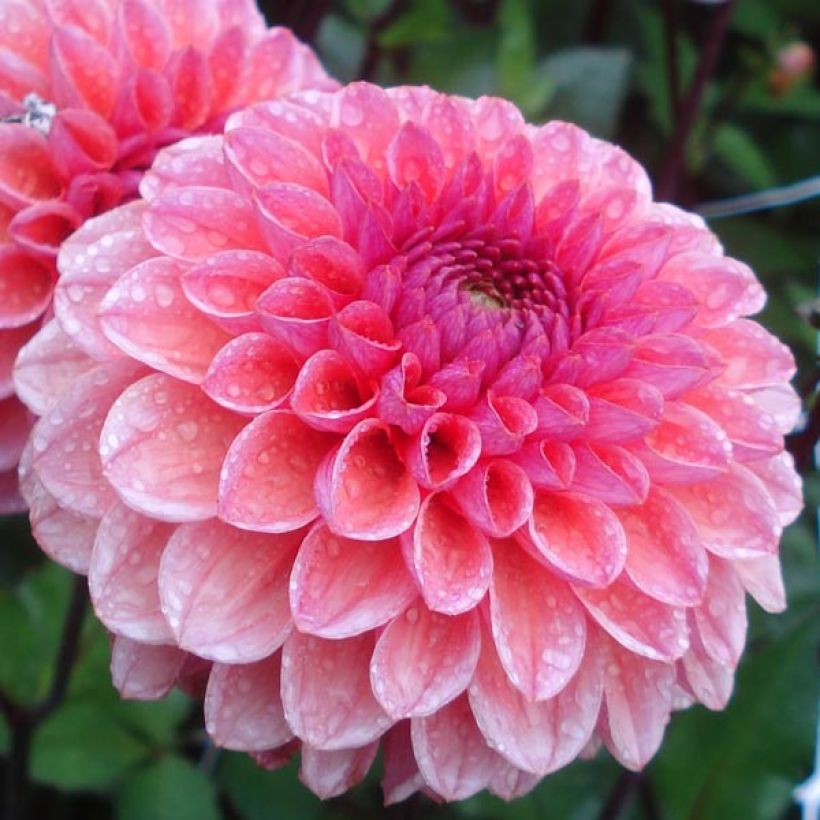 Schmuck-Dahlie Daisy Duke (Blüte)