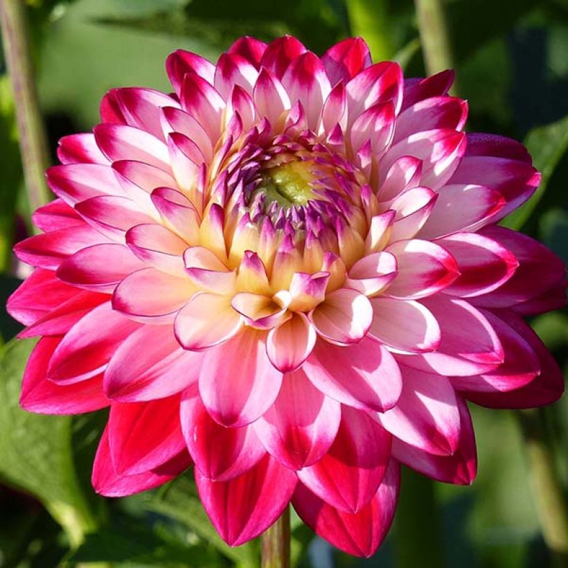 Schmuck-Dahlie Senior's Dream. (Blüte)