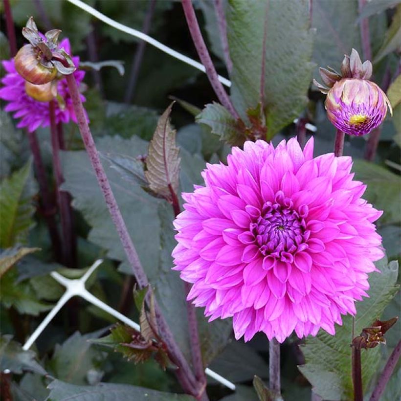 Schmuck-Dahlie Evening Breeze (Blüte)