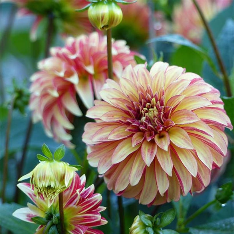 Schmuck-Dahlie Irish Pinwheel (Blüte)