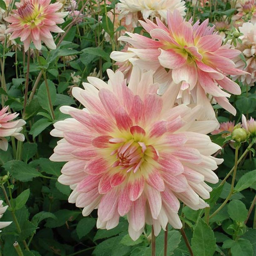 Schmuck-Dahlie Sunset Tropical (Blüte)