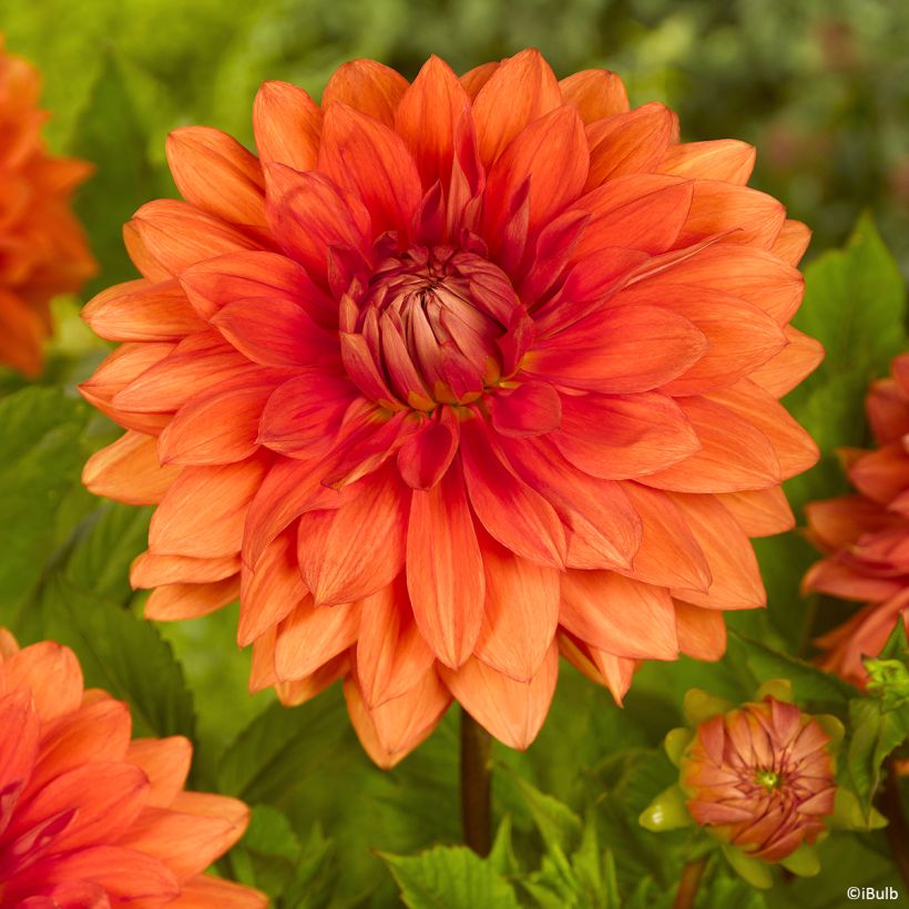 Dekorative Dahlie Mrs Eileen (Blüte)