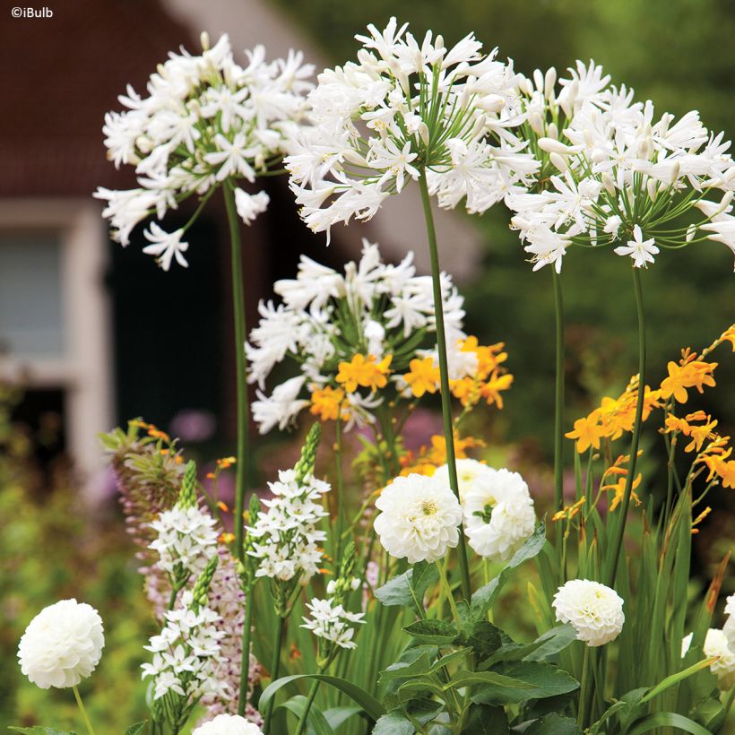 Schmuck-Dahlie Karma Serena (Wuchs)