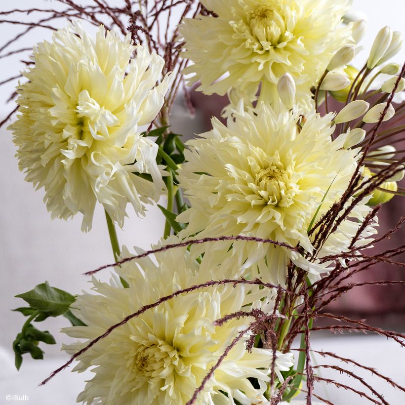 Schmuck-Dahlie Promise (Blüte)